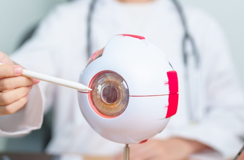 An eye doctor pointing to a diagram of an eye, showing how alcohol can effect vision.